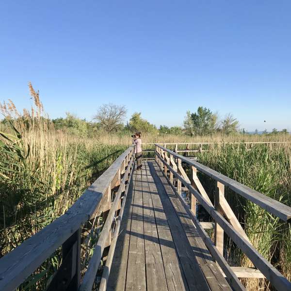 Neusiedler See
